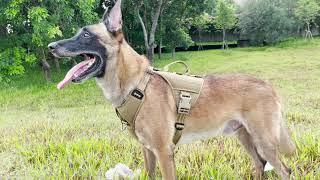 ICEFANG GN8 Quick-Moving Dog harness