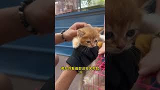 偶遇比猫可爱的老板 #cat #喵哥是萌新 #pets #貓跳台 #搞笑
