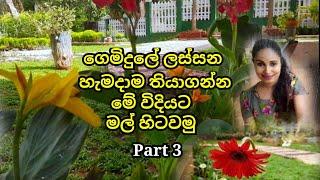 How to select and plant flowers  in a home Garden || Home Garden Tour || Srilankan Gardens 2021