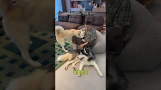 不拆：爹你別不懂狗情事故熬，速起陪俺 哈哈：老登你今日必碎 #哈士奇