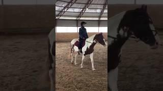 Я снова тут ￼ #конныйспорт #horse #тренировка #equestrian #pony #riding #лошади #horseriding