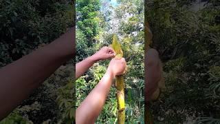 bambu ajaib di kelopaknya ada buluperindu.   #bambupetuk #kreatif #news #news #viral