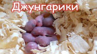 Лаки родила