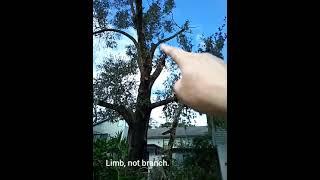 Easy and safe way to land a Hung Branch or Limb