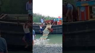 Cow unloading from Ship  #shorts #cow #viral #animals