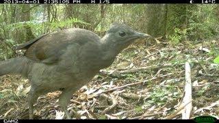 One Year of Wildlife in the Tarra Valley, Tarra-Bulga National Park