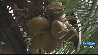 Waimanalo farmer frustrated by rash of thefts