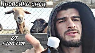 ПРОПОЙКА ОВЕЦ ОТ ГЛИСТОВ; МОЛОДОЙ ФЕРМЕР КАРИМ