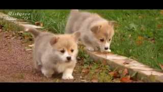 Welsh Corgi Pembroke puppies, Mistycor litter - "O"