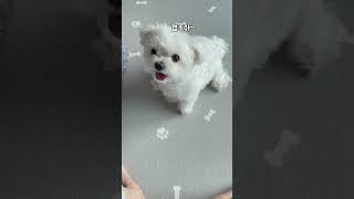 아주 똑 부러지게 대답하는 강아지 #달래