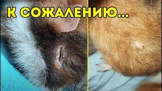 У нас проблема. У морской свинки прорвал гнойник. Лечим Толю   SvinkiShow