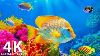 Aquarium 4K VIDEO (ULTRA HD)  Beautiful Coral Reef Fish - Peaceful Music & Colorful Marine Life #53