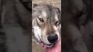 Famous wolf dog growls when he is happy