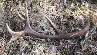 Zrzuty jelenia, piekna tyka / Nice red stag antler