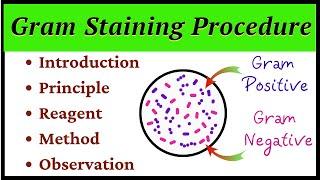 Gram Staining Procedure