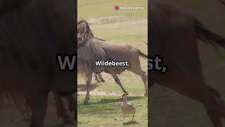 Top 10 Fastest Animals in the World #fastest #animals #animalshorts