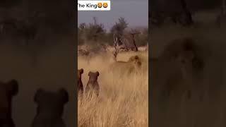 Lion vs Hyenas #shorts AnimalTube - World of animals