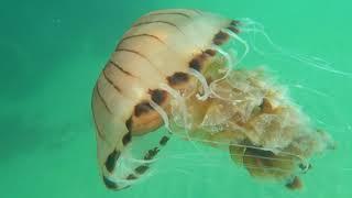 Donegal Ireland Underwater Life