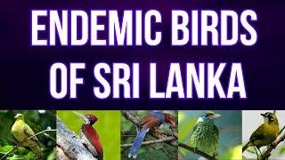 Endemic birds of Sri lanka