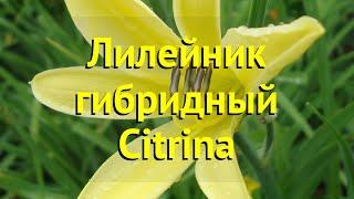 Лилейник гибридный Читрина. Краткий обзор, описание характеристик hemerocallis Citrina