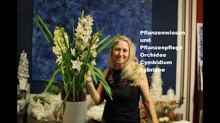 #diezürcherin Orchidee Cymbidium hybridee #pflanzenwissen #pflanzenpflege #decoration #deutsch