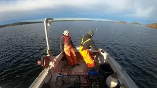 Lobster fishing in the Oslo Fjord, Norway.