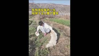 狗狗的爱永远热烈 #狗狗 #狗狗的心思都写在脸上了 #治愈系 #狗狗故事 #画一个故事 （视频素材源自于@郊区柯震东）