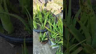 My Little Aloevera Garden  #aloeveraplant