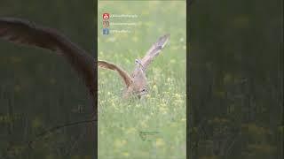 Long-billed Curlew (Numenius americanus) COURTSHIP Ritual in SLOWMOTION #birdshorts