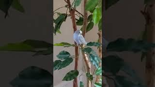 Sky chilling in   in family room #parakeet #cute #bird #pets