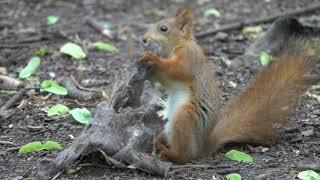 Бельчонок и старая тряпка / A squirrel baby and an old rag