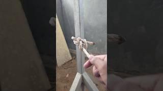 #diyrope #knot #ropework #ropecraft #rope #diy