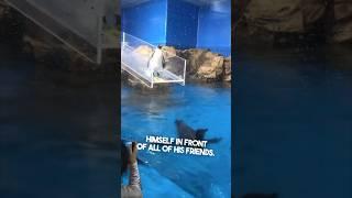 This penguin had a fail at the aquarium 