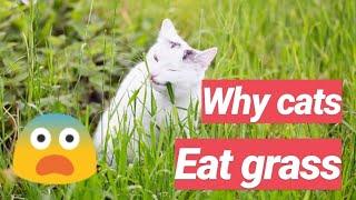 Why Do Cats Eat Grass | Grass is good for cats | mystery solved | CHUBBY MEOWS