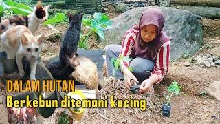 Rasa takut itu ada. dalam hutan. nanam pepaya berkebun. Cuaca lagi panas seperti mau hujan lagi