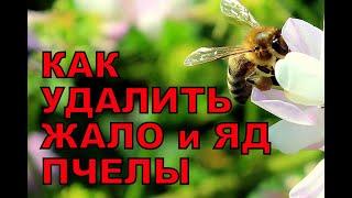 Как удалить жало пчелы и яд в походных и полевых условиях. Старинный бабушкин способ удаления жала.