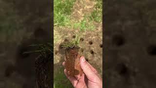 Perfect hack for filling bare spots in your Bermuda, zoysia, or St. Augustine lawn!