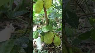 Small jackfruit tree with lot of Jack fruits #fruits #tree #nature