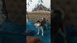 Funny Siberian Husky Masha in funny mood