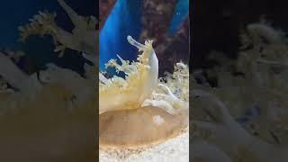 Upside-down Jellyfish  #shorts #jellyfish #fish
