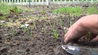 Garden Tip - Wet Soil