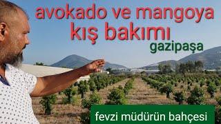 avokado ve mango kış bakımı. fevzi müdürün bahçesi. Dündar yıldız #avokado #mango