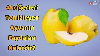 Ayvanın Faydaları Nelerdir