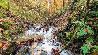 Walking in a forest stream in autumn [Virtual Walk]