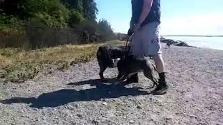 PIT BULL VS ROTTWEILER FIGHT!!! VICIOUS PIT ATTACKS ROTT.