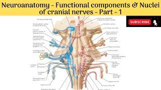 Functional Components & nuclei of Cranial Nerves | Motor Column in detail | Part -1 |