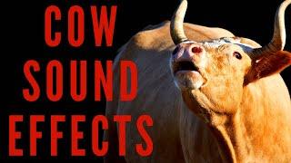 COW SOUND EFFECTS - Mooing and Chewing Sounds