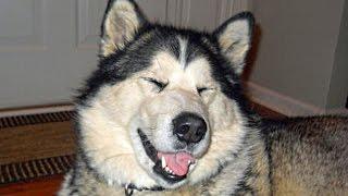 Funny Alaskan Malamute Compilation NEW