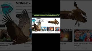 gnarly on Jacksepticeye’s behalf  #surfsupcali #vultures #mrbeast #ai