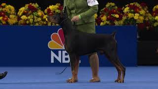 Doberman Pinscher, 2020 National Dog Show, Working Group